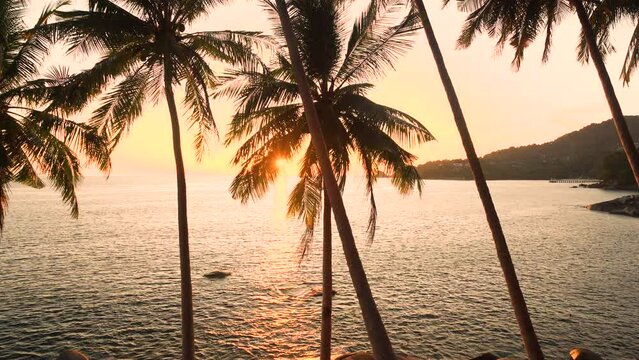 Landscape view tropical coconut trees during sunset background.