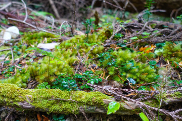 Kurama Temple in Kurama, Kyoto, Japan