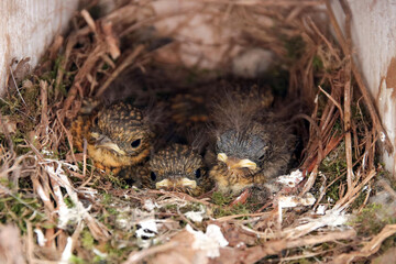 rotkehlchen junge im nest