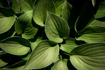Naklejka na ściany i meble Natural background. Green leaf texture, top view