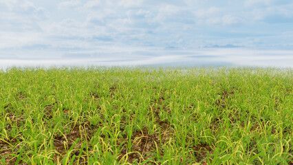 3D illustration Background for advertising and wallpaper in nature and adventure scene. 3D rendering in decorative concept.