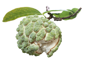 Fresh custard apple with leaf isolated on white background