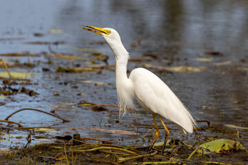 Intermediate or Plumed Egret in Queensland Australia