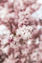 Kirschbaum Blüten Makro