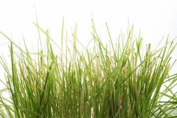 yellowing and drought of green shoots, low water and soil depletion in agriculture without fertilizers, withered grass