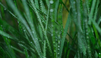 Fototapeta na wymiar Dew drops on vegetation. Green grass with drops and bokeh. 