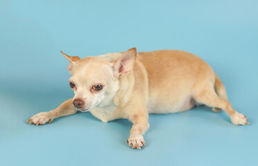fat brown chihuahua dog lying down on blue background.