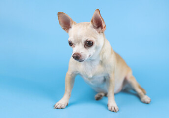 brown Chihuahua dog sitting on blue background, looking  sideways.