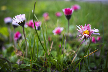 Pâquerettes printanière au raz du sol