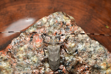 A gray barbel beetle with striped whiskers sits on granite.