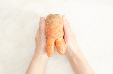 Hands hold ugly carrot in the shape of a little man on white background.Funny, unnormal vegetable...