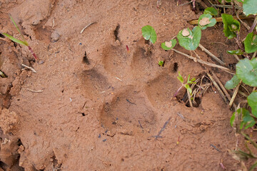 A dog's paw print imprinted on clay soil