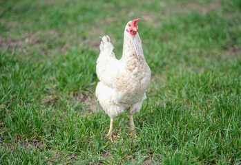 White chicken on a green background. The bird grazes on the grass. 