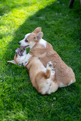 Corgi on the grass
