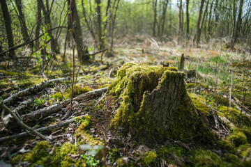 Stump with moss in the forest. Moss close-up. 