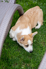Corgi on the grass