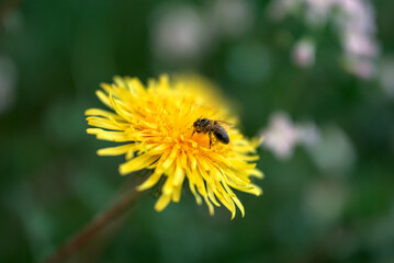 Abeille qui butine une fleur de pissenlit - Jura - France