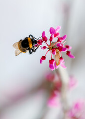 Spring hardworking bee