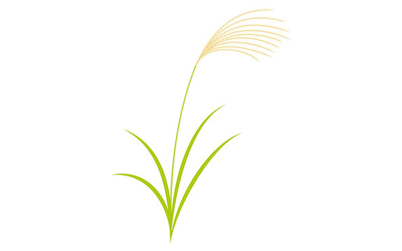 秋の植物、ススキのイラスト