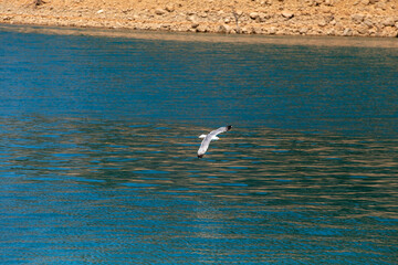 seagull in flight