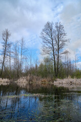 Fototapeta na wymiar Landscape of a spring landscape in a swamp.