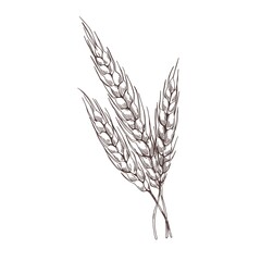 Rye spikelets drawn in detailed vintage style. Retro botanical outlined drawing of cereal grain crop with seed ears and spikes. Agriculture plant. Vector illustration isolated on white background