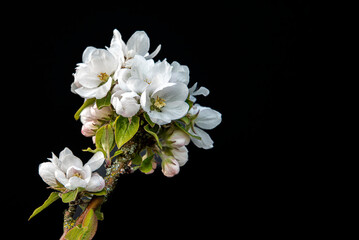 Fototapeta na wymiar branch of a blooming apple tree against a black bacground with space for copy