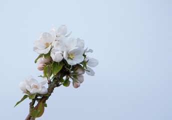 branch of a blooming apple tree against a bright blue sky with space for copy