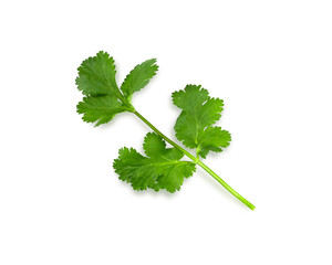 Flat lay of fresh coriander leaves isolated on white background.