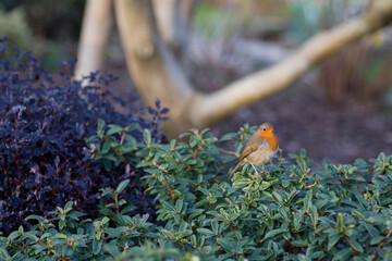 The bold and brave little robin red breast