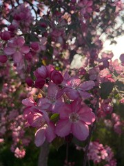 pink and white flowers