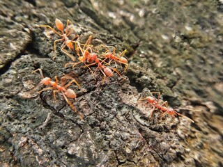 red weaver ants on a tree