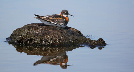 Male Red-necked phalarope painted more modestly than female