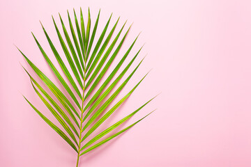 Fototapeta premium top view of tropical palm leaf on pink color background. minimal summer concept, flat lay, copy space.