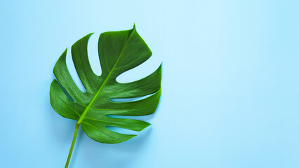 Naklejka na ściany i meble top view of tropical monstera leaf on blue color background. minimal summer concept, flat lay, copy space.