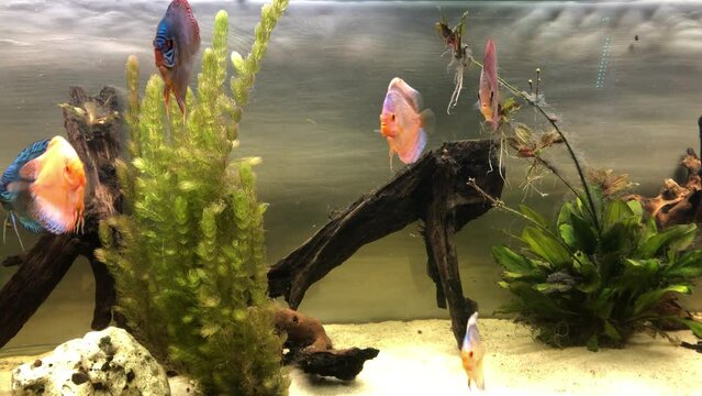 Ein Aquarium mit Diskusfischen.