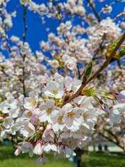 A branch of cherry blossoms in spring. Large white flowers. Close angle, blue sky and green grass on the background.