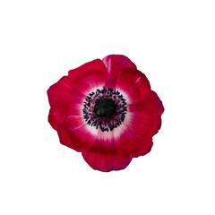 Red anemone flower head isolated white background.