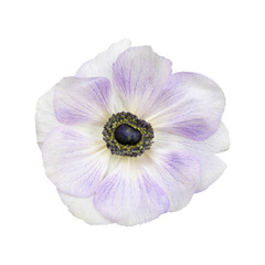 White and purple anemone flower head isolated white background.