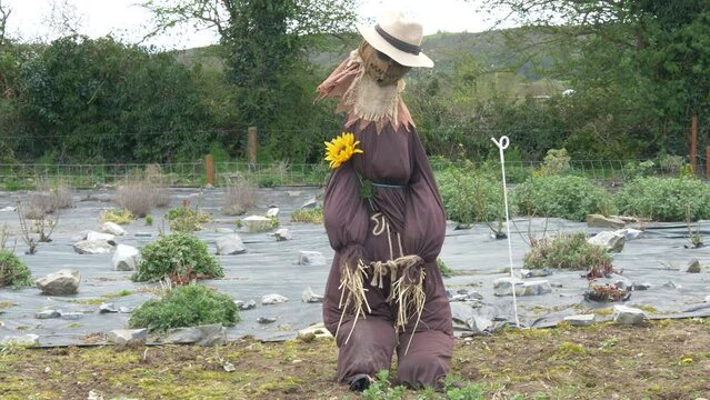 A Scarecrow Dressed In Old Clothes On The Farm Of Ireland, In Laois County. Handheld Shot