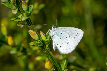 Papillon - Azuré des nerpruns (Celastrina argiolus)