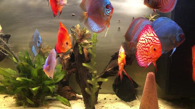Ein Aquarium mit Diskusfischen.