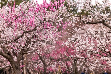 春の北海道札幌で咲く梅林と桜の花