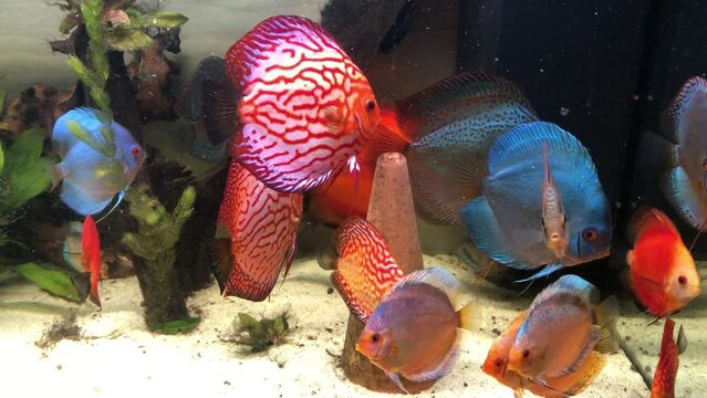 Ein Aquarium mit Diskusfischen.