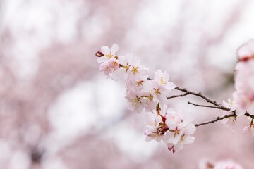 北海道札幌市で咲く桜の花