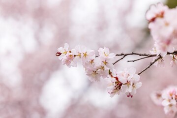北海道札幌市で咲く桜の花