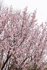 Cherry blossoms in full bloom in beautiful spring in Japan