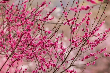 春の北海道札幌で咲く梅林と桜の花