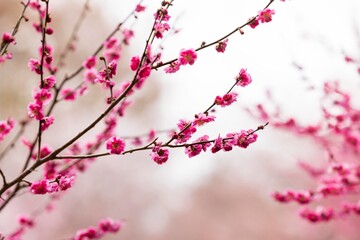 春の北海道札幌で咲く梅林と桜の花