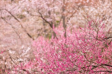 Cherry blossoms in full bloom in beautiful spring in Japan
